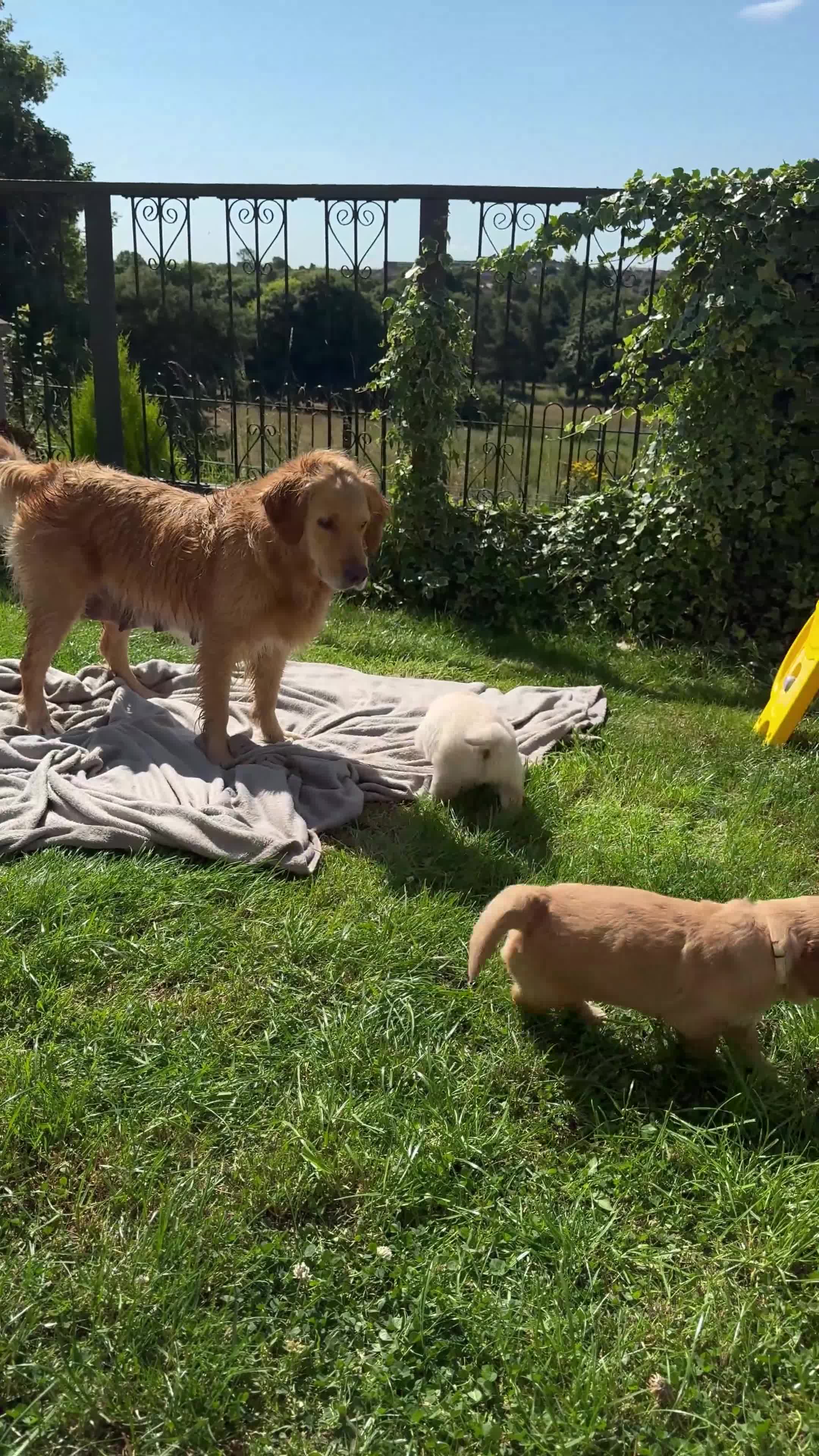 Golden Retriever dogs for sale: A litter of 5 golden retrievers puppies - Video 1