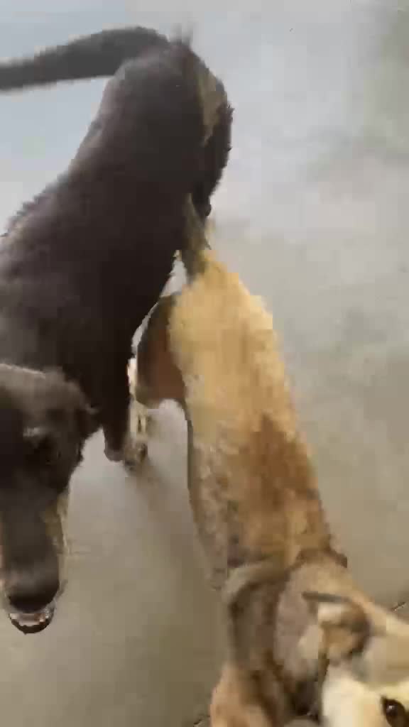 Mixed Breed dogs for adoption: Kaiti, 1-2 yrs old. Available for adoption. - Video 2