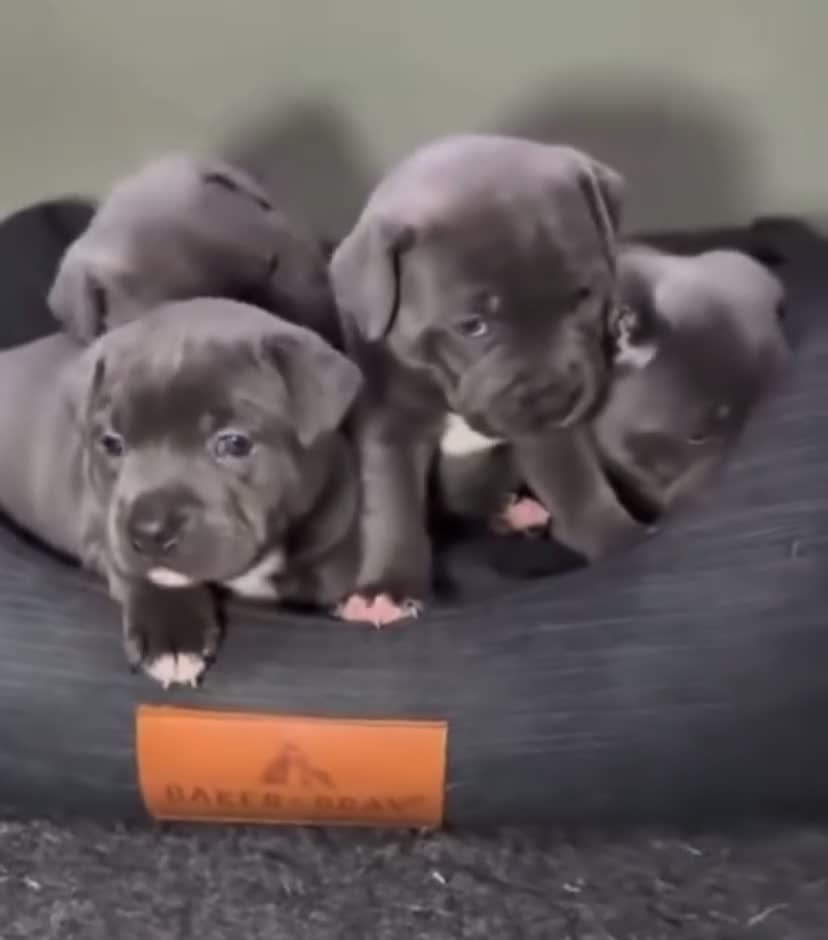 Staffordshire Bull Terrier dogs for sale: 100% Well Manner Staffordshire Bull Terrier Pups  in Seaham - Video 1