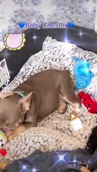 French Bulldog dogs for stud: Stunning Isabella & Tan boy fluffy L4 for Stud in Dundee - Video 1