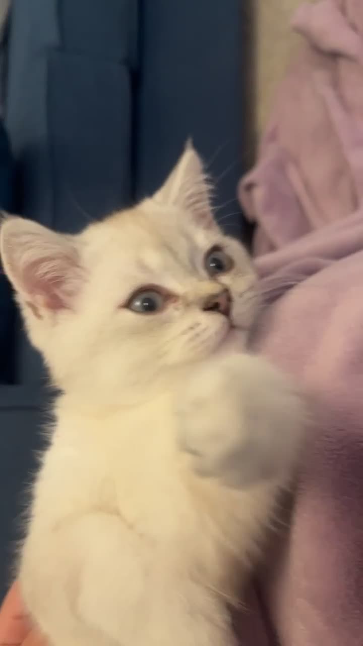 British Shorthair cats for sale: White / bits of beige and grey / British shorthair - Video 2