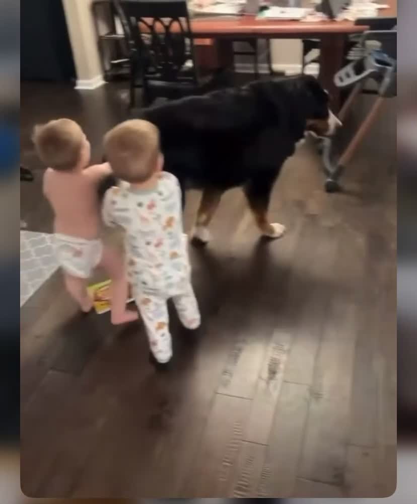 Bernese Mountain Dog dogs for sale: Well Trained Home  Bernese Mountain Pups  in Reading - Video 3