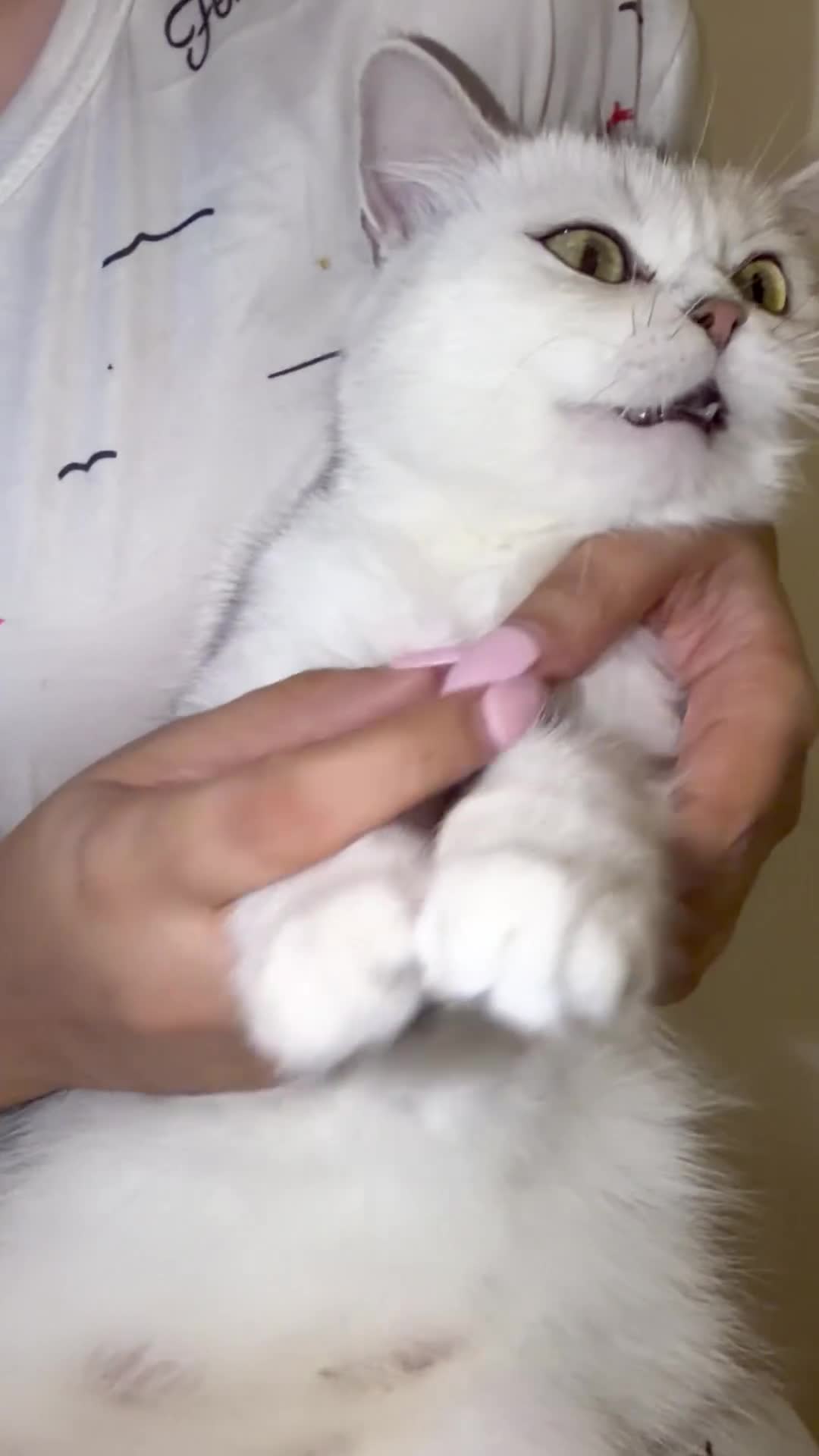 Scottish Fold cats for sale: Adorable Scottish Fold/straight Kittens for Sale - Video 4