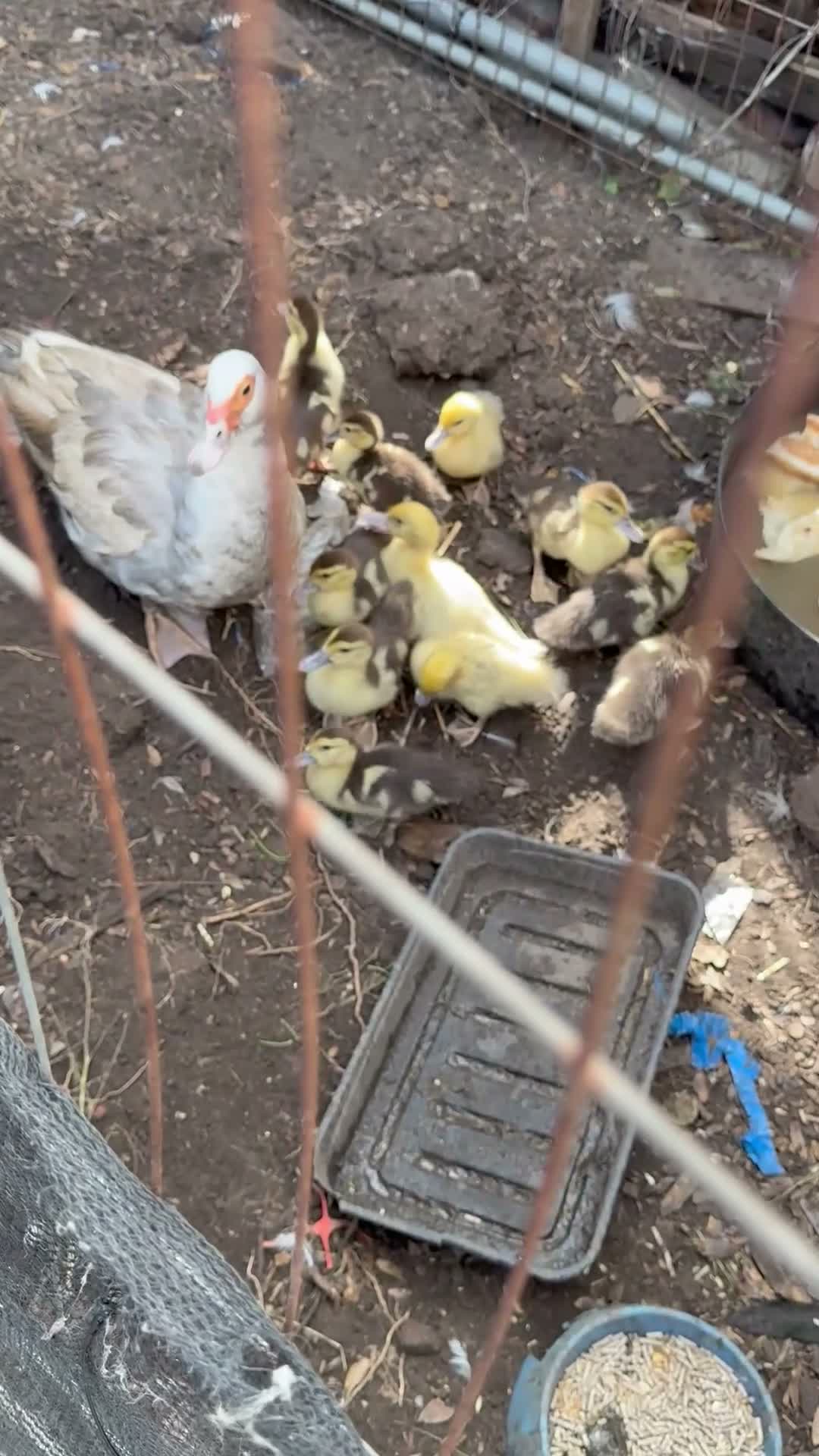 Mixed Breed poultry for sale:  Ducklings  - Video 1