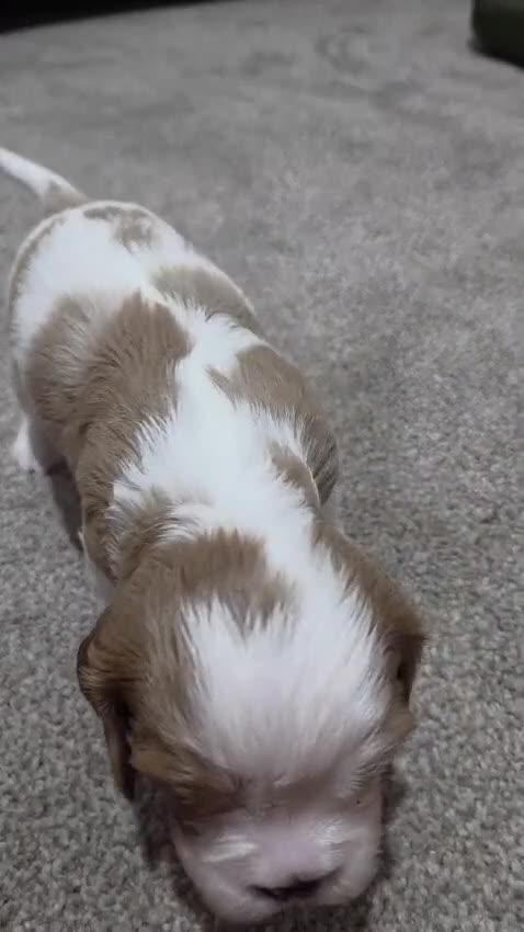 Cavalier King Charles Spaniel dogs for sale: Cavalier king charles puppies  - Video 1