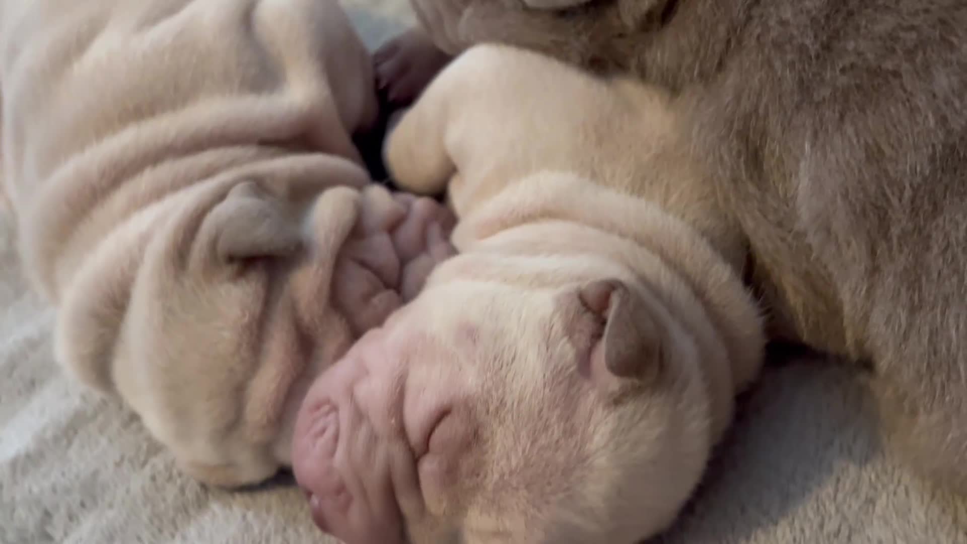 Shar Pei dogs for sale: Shar-pei Puppies - Video 2