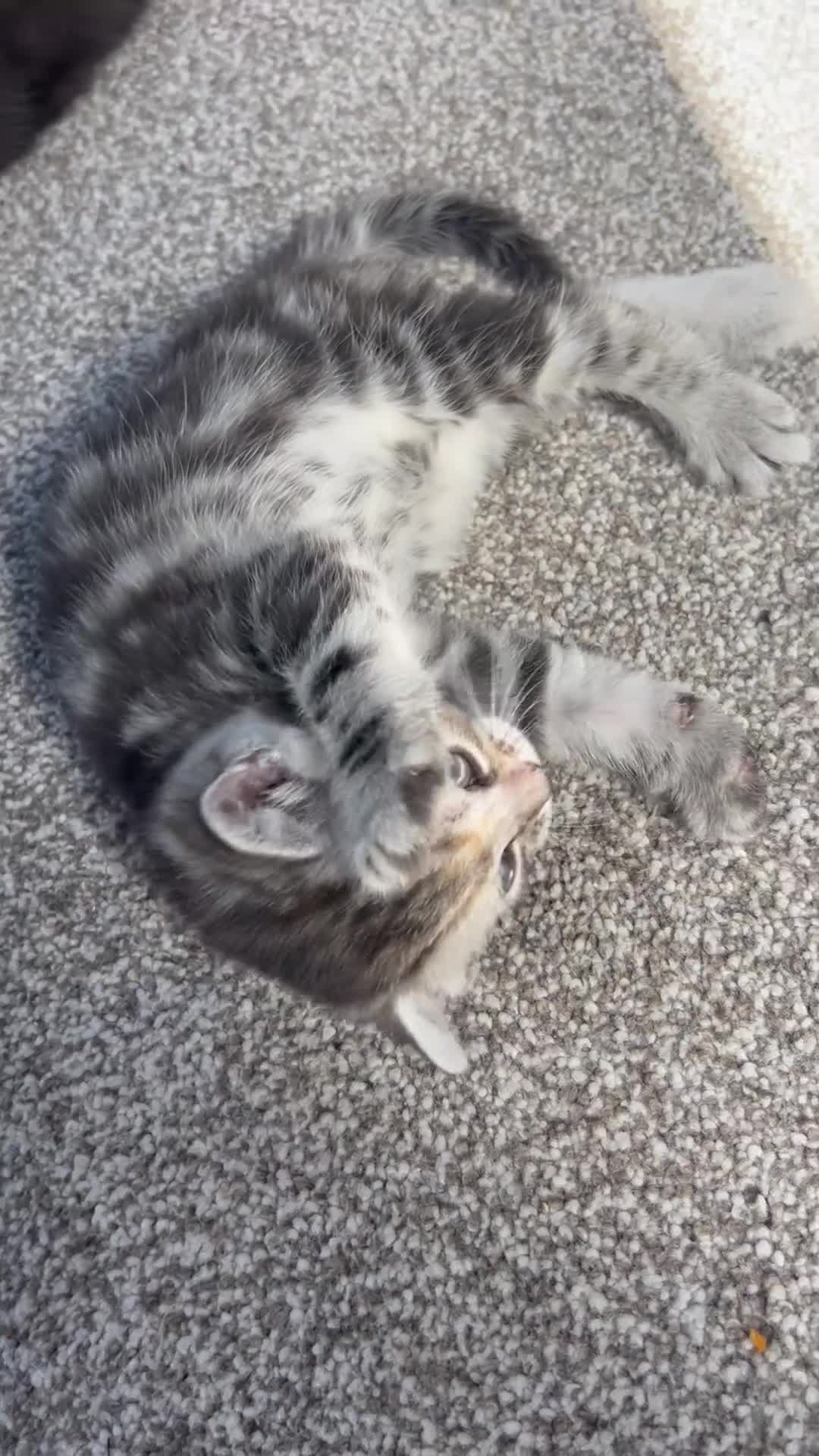 Bengal cats for sale: Bengal x Maine coone kittens - Video 2