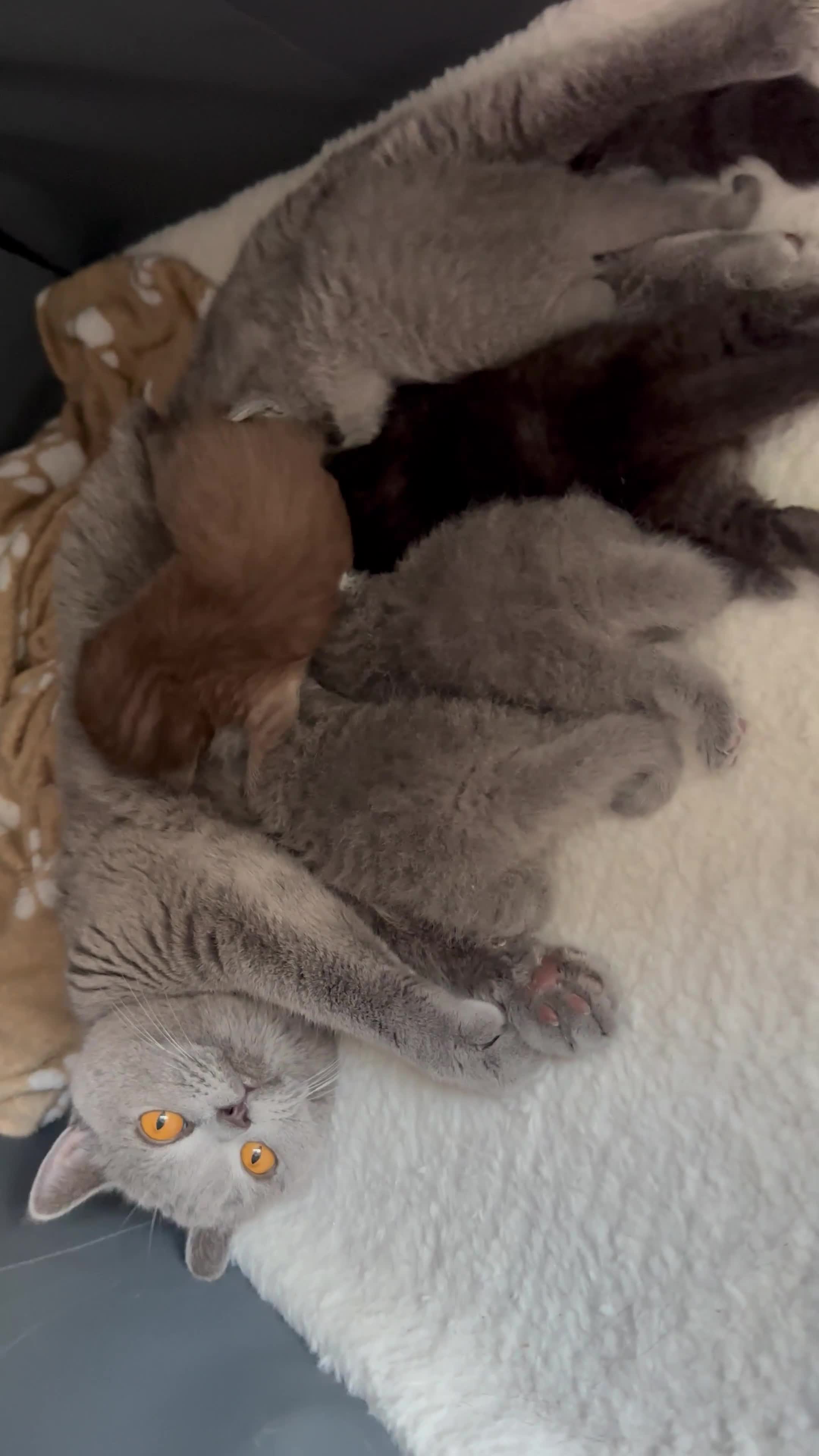British Shorthair cats for sale: British shorthair blue /Adorable kittens  - Video 1