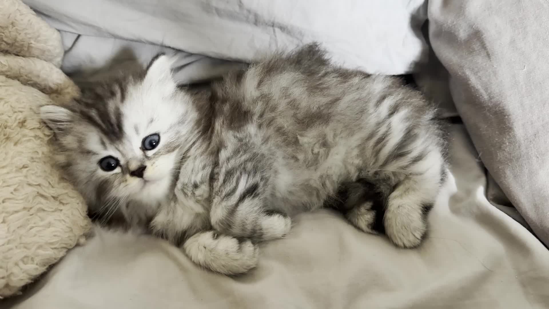 Persian cats for sale: Cute Persian Kittens 2 Left For Sale - Video 2