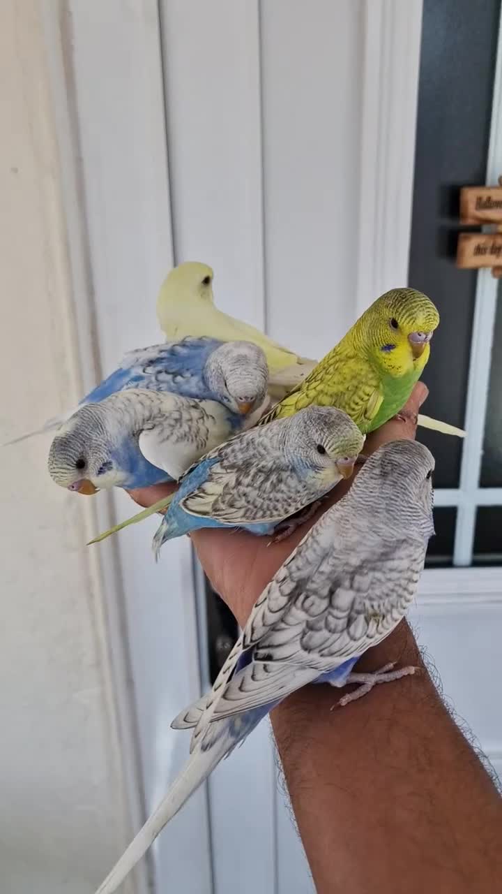 Budgerigars birds for sale: Super Silly hand tamed budgie - Video 1
