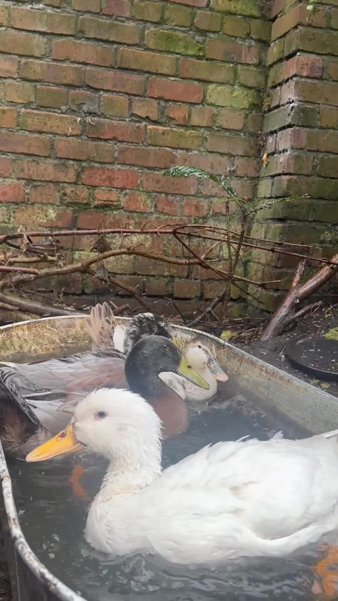 Ducks poultry for sale: two indian runner ducks  - Video 3