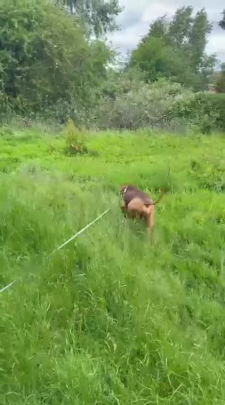 Mixed Breed dogs for adoption: ALFIE - 8 Year Old, Gentle Boy in Ilkeston - Video 2