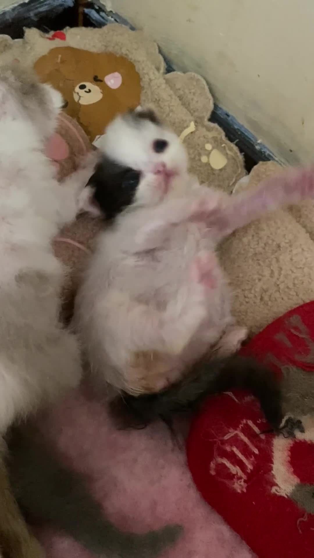 British Shorthair cats for sale: Chrysolite BSH kittens - direct high titled lines - Video 2