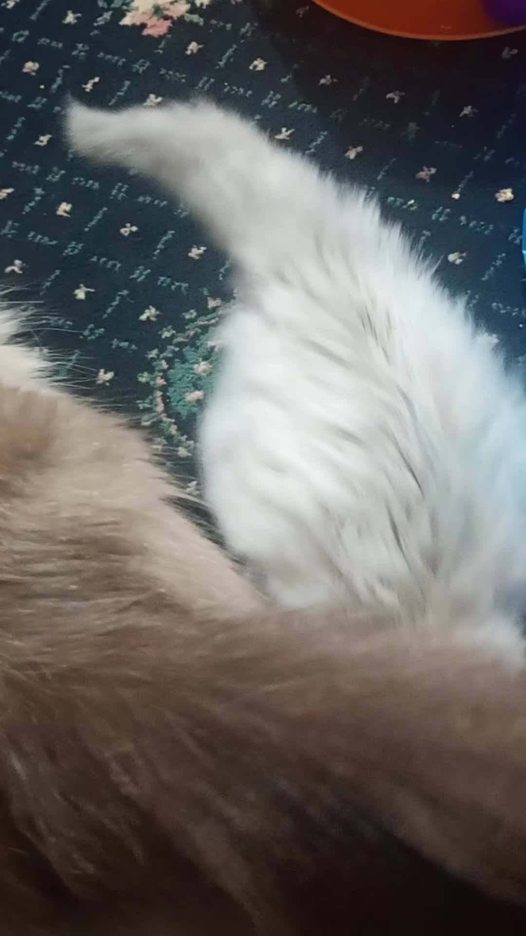 Ragdoll cats for sale: Beautiful pedigree female Ragdoll kitten  - Video 4