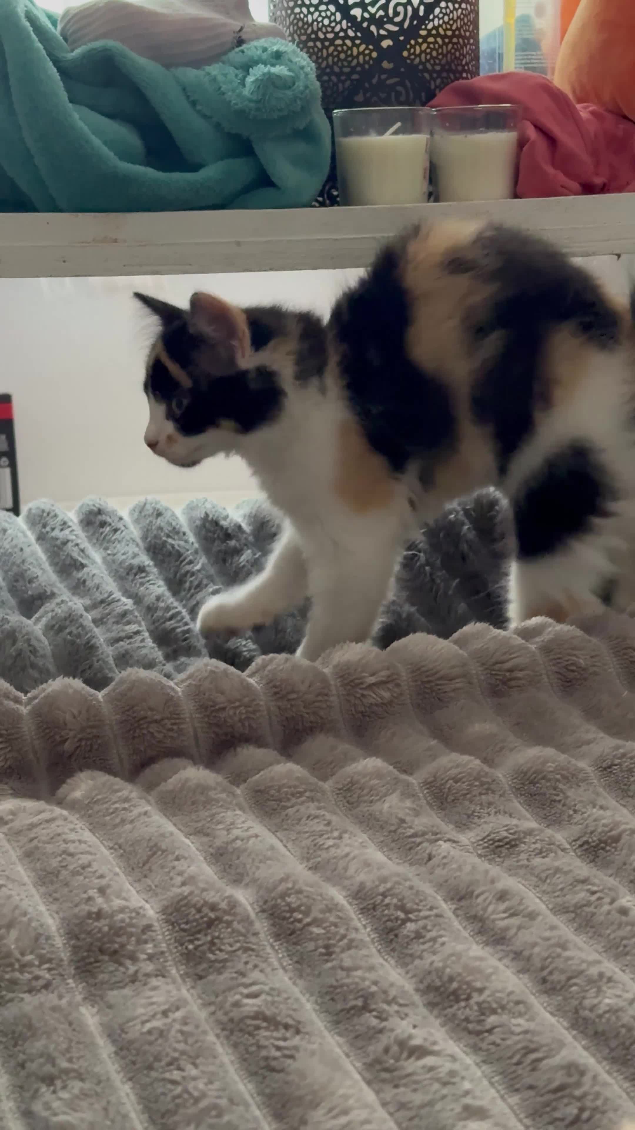 Mixed Breed cats for sale: Half Sphynx READY to Go 🩷 £200 - Video 4