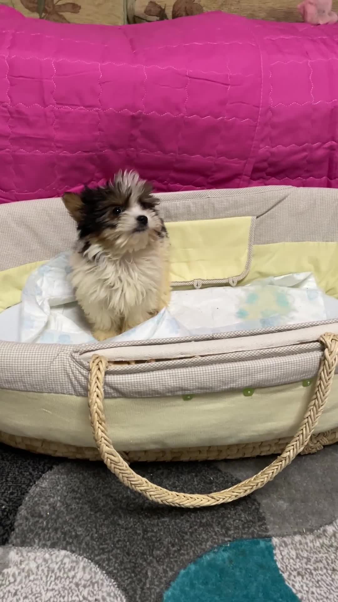 Biewer Terrier dogs for sale:  **  Biewer Terrier Babies Available 🥰 - Video 5