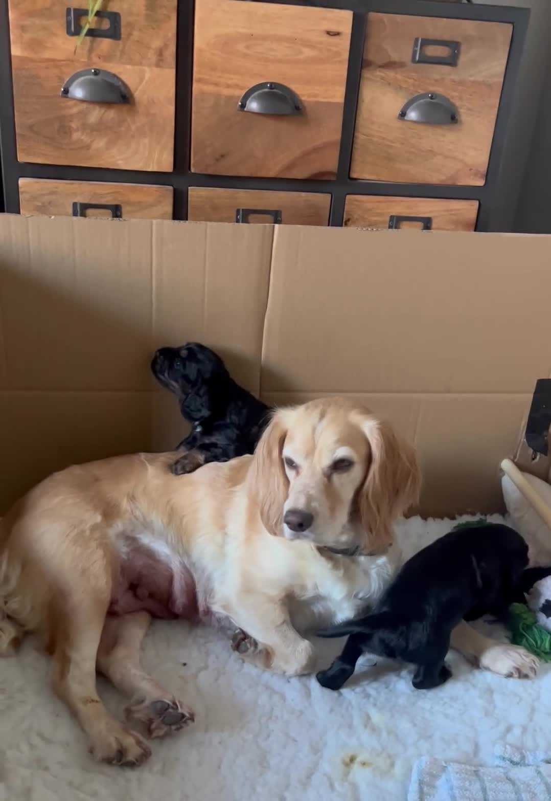 Cocker Spaniel dogs for sale: KC Reg Cocker Spaniel Puppies in Chippenham - Video 1