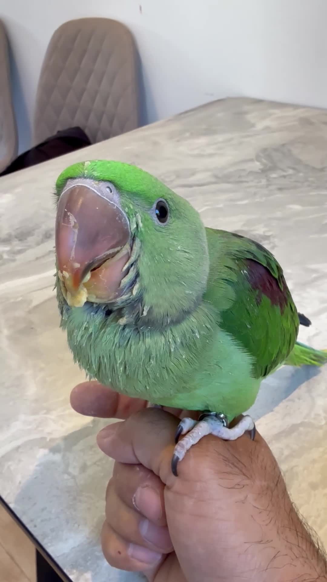 Parrots birds for sale: Alexandrine Parrot (Male) 9 weeks Old!  - Video 4
