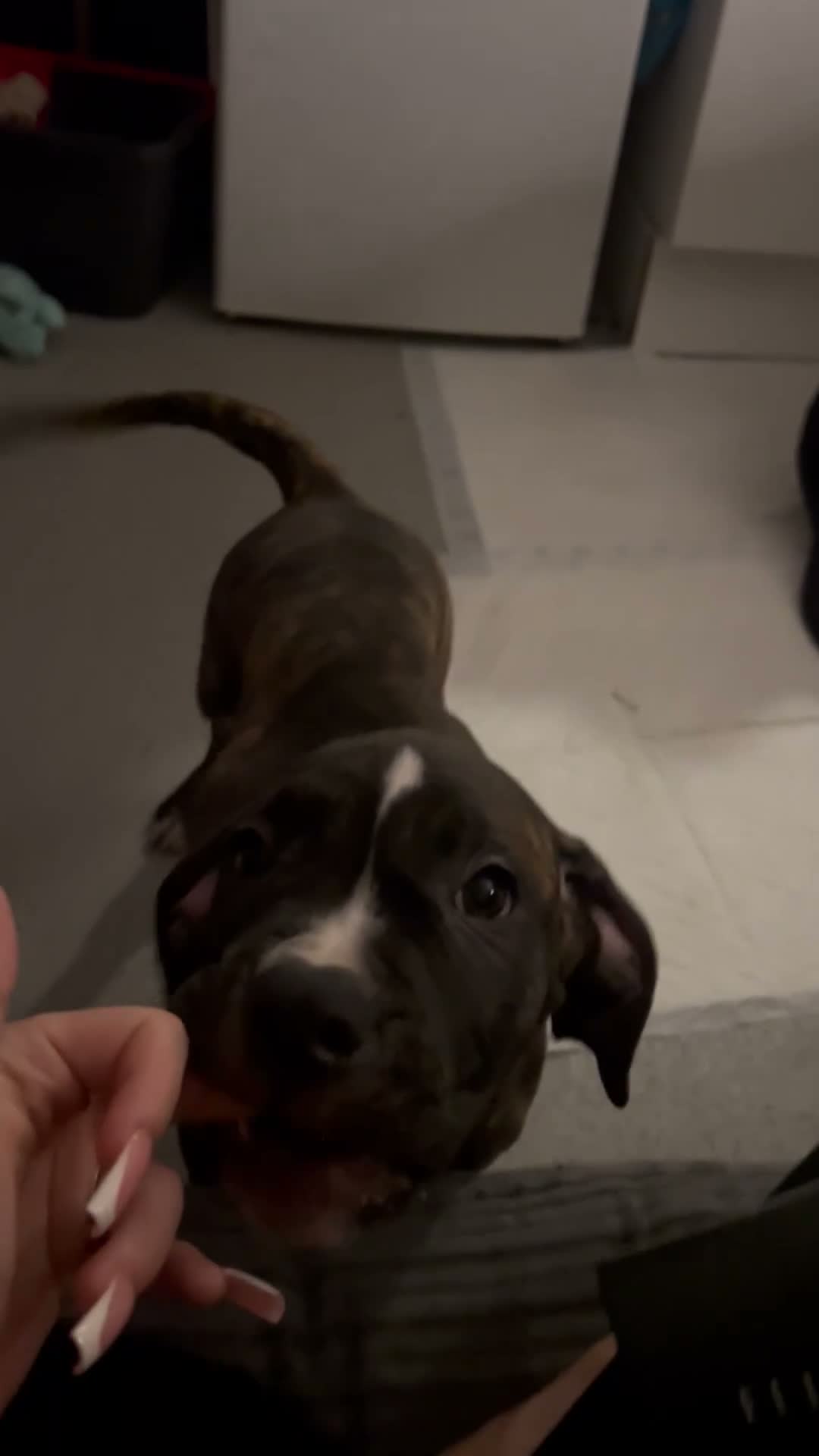 Mixed Breed dogs for sale: Bandogge mastiff pups  - Video 4