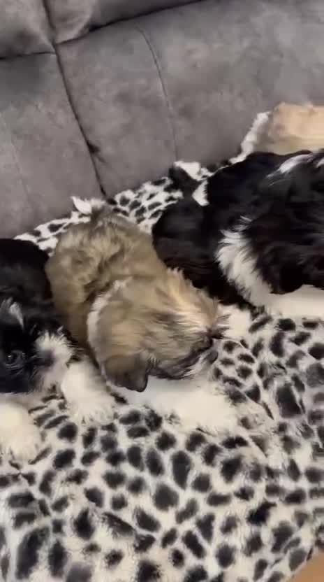 Shih Tzu dogs for sale: 🩷 Beautiful Shitzu Puppies 🩷 - Video 1