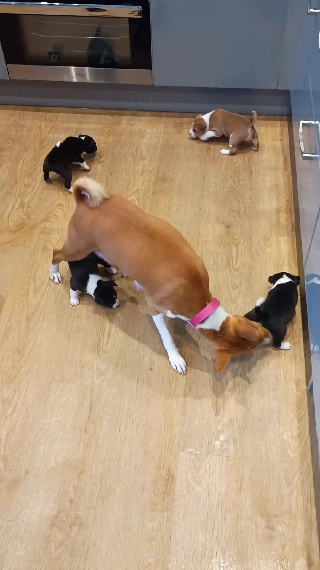 Basenji dogs for sale: Basenji pups  - Video 1