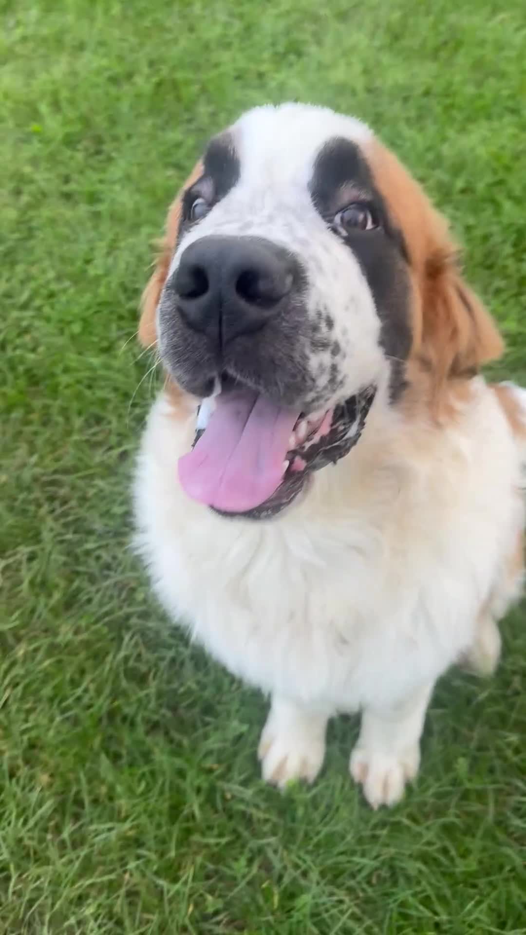 Saint Bernard dogs for sale: Saint Bernard pup  - Video 1