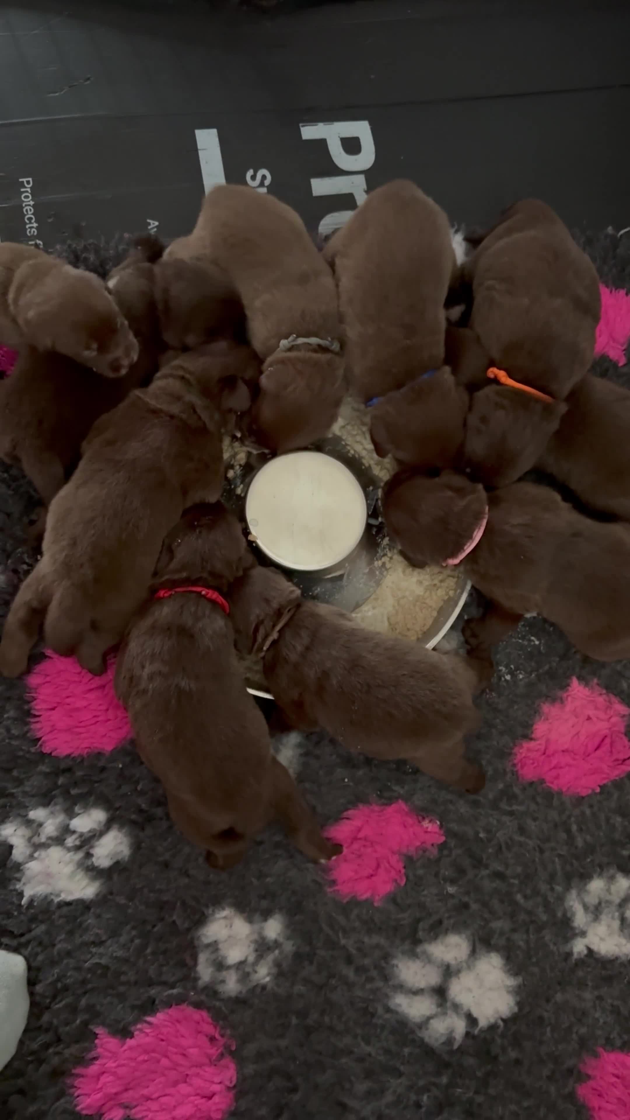 Borador dogs for sale: Gorgeous litter of chocolate Labrador cross pups  - Video 1