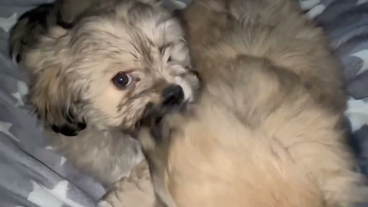 Mixed Breed dogs for sale: Two very Cute Peka-tease puppies  available ❤️ - Video 1