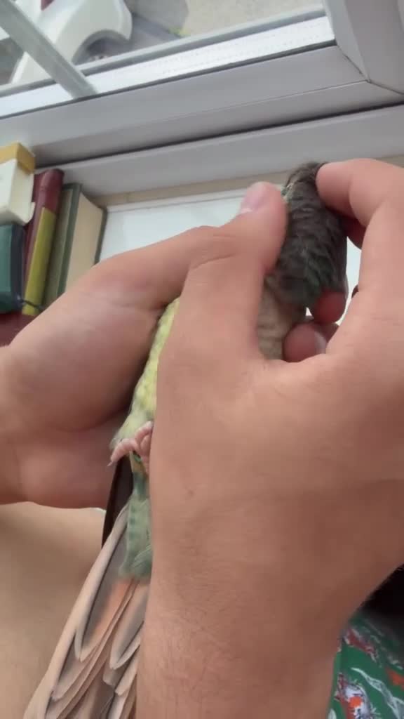 Conures birds for sale: Ready Now: Hand-Reared Baby Conures - Video 1