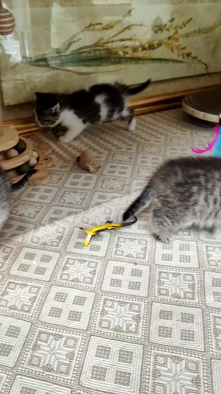 British Longhair cats for sale: TICA British Longhair Golden Girls – Ready Now - Video 2