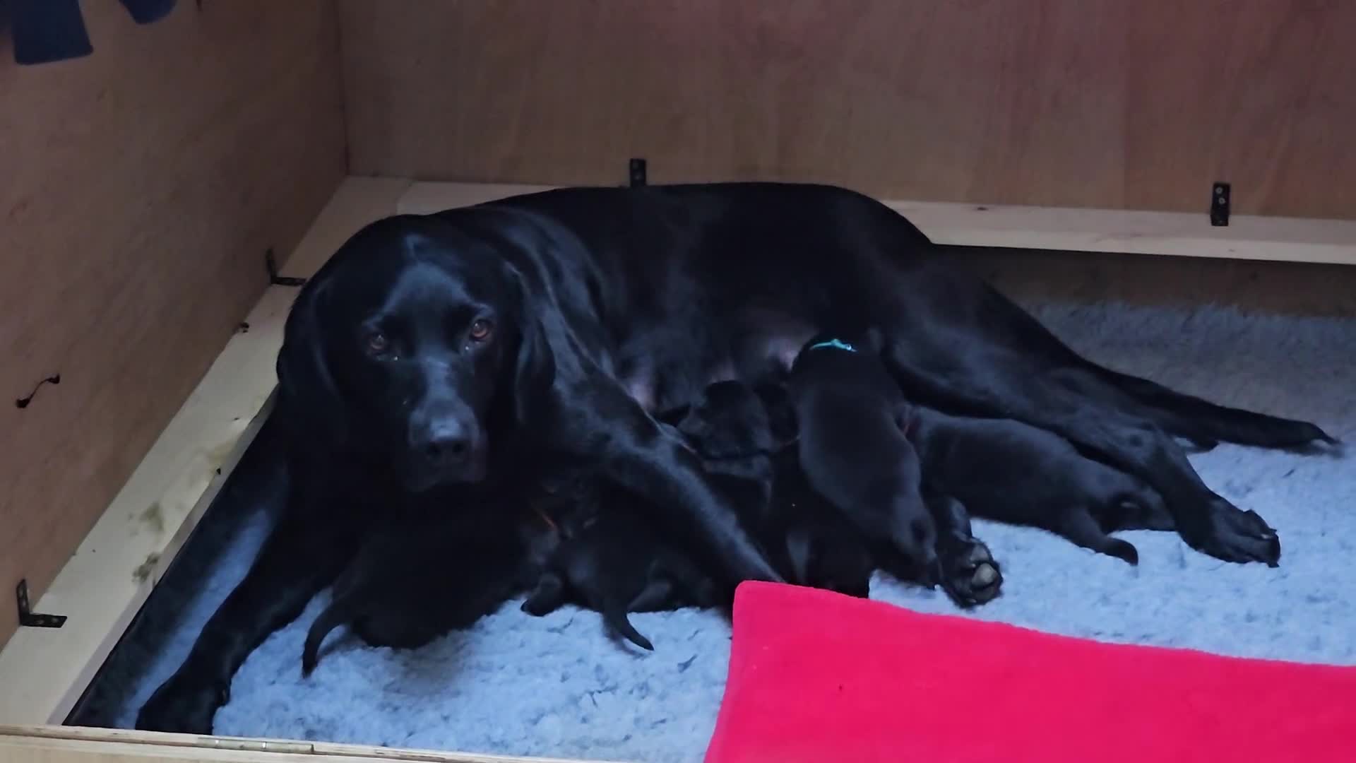Labrador Retriever dogs for sale: Superb, black labrador, FTCH pedigree, puppies - Video 3