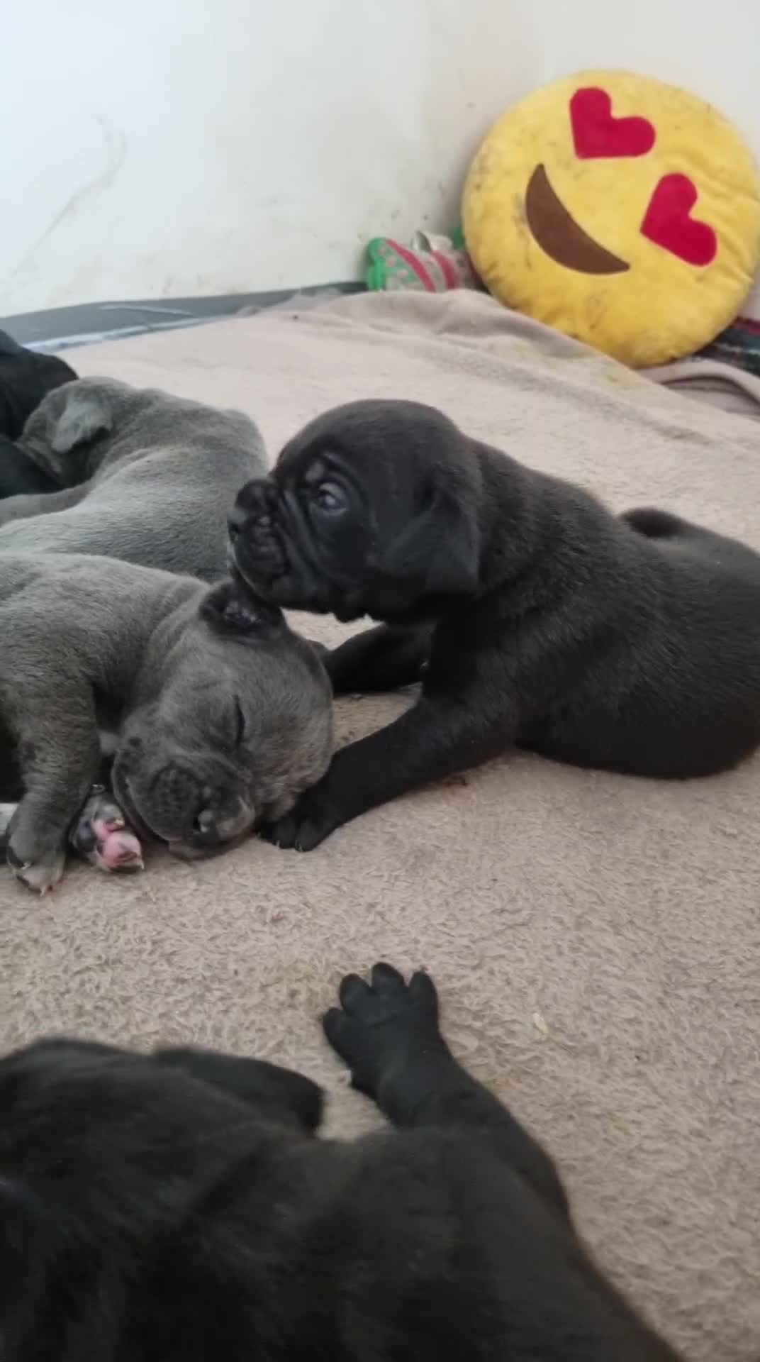 Cane Corso dogs for sale: Top quality cane corso pups WhatsApp  **  in Carlisle - Video 1