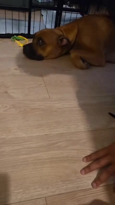 Mixed Breed dogs for sale: Beautiful Ridgeback Staffy x Rottweiler Puppies - Video 1