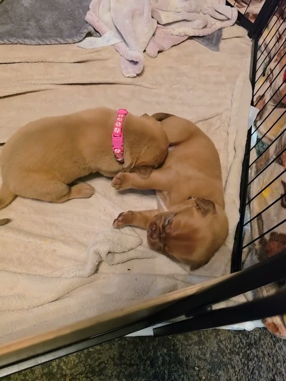 Dogue De Bordeaux dogs for sale: Chunky ddb puppies - Video 1