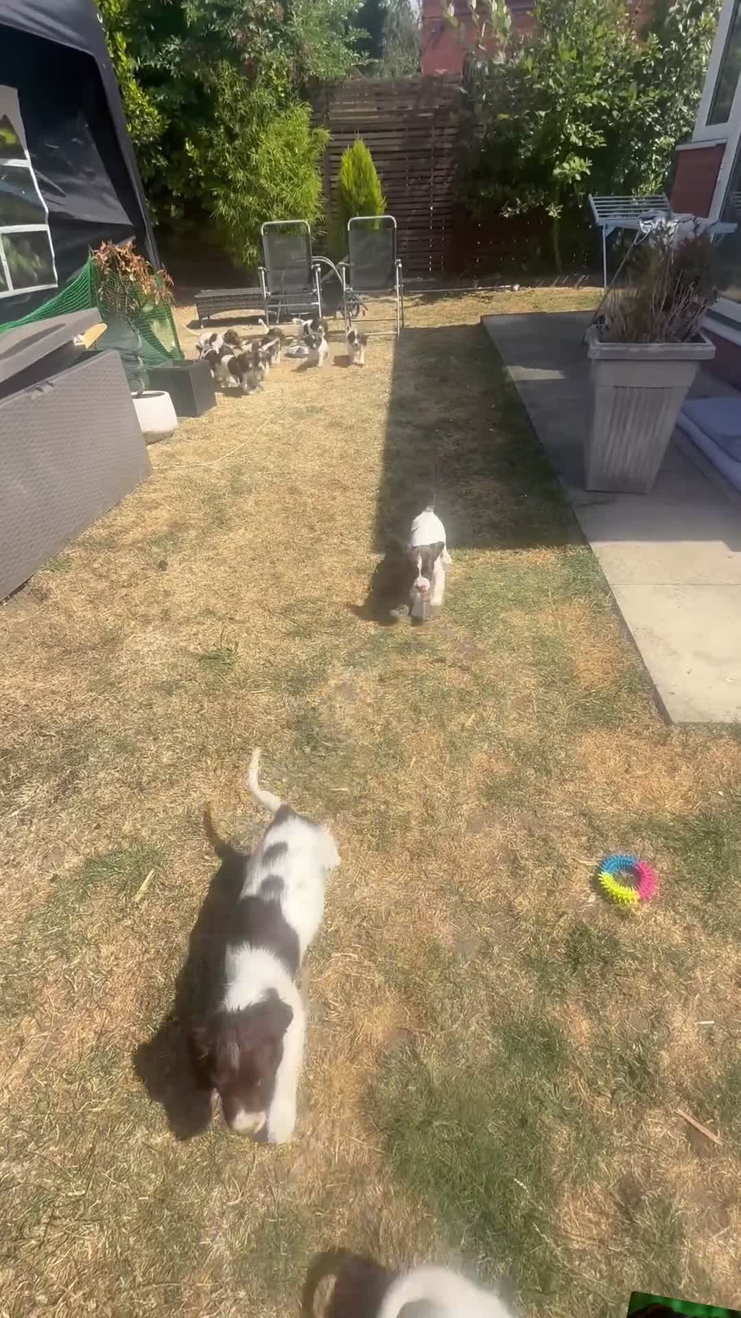 English Springer Spaniel dogs for sale: KC Registered English Springer Spaniel Puppies - Video 1