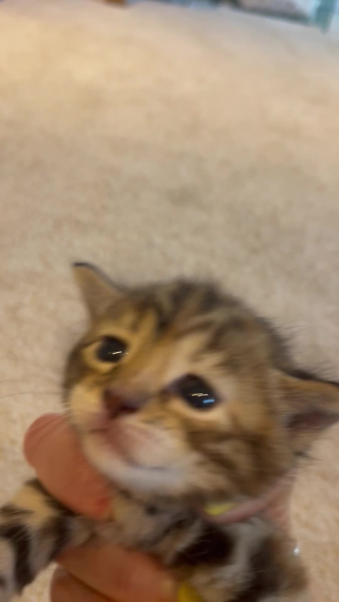 Bengal cats for sale: Bengal cross  - Video 1