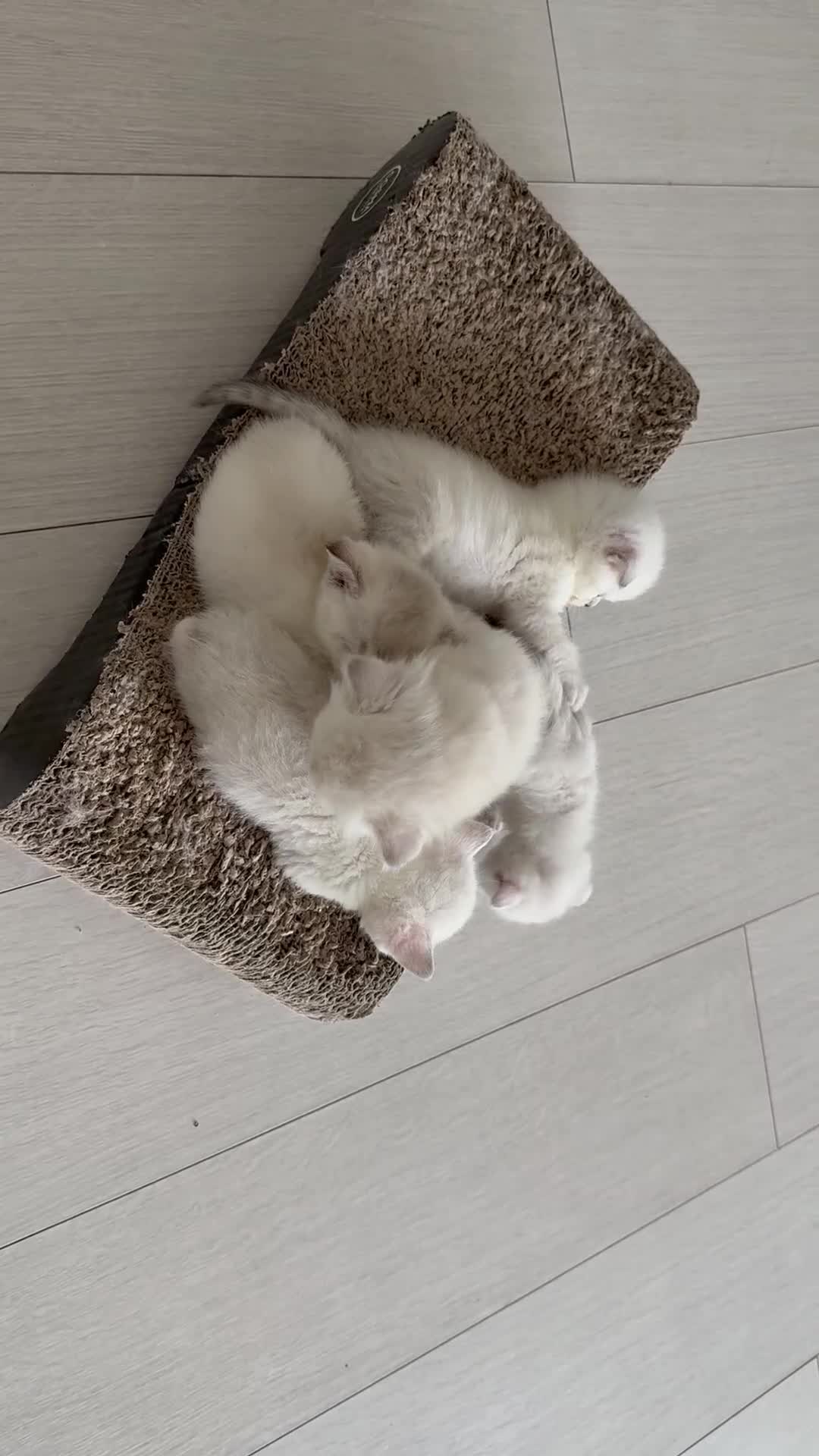 Scottish Fold cats for sale: White Scottish Fold - Video 2