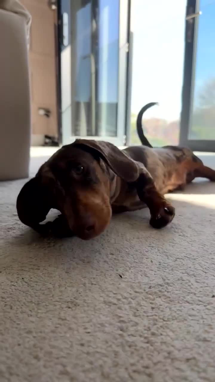 Miniature Dachshund dogs for stud: Dapple Miniature Dachshund For Stud  in Fareham - Video 1