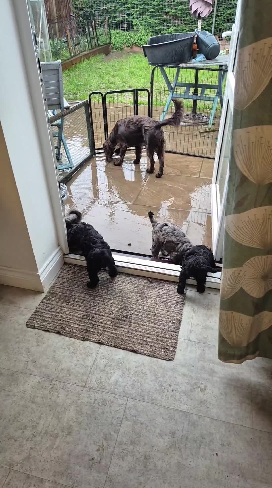 Cockapoo dogs for sale: Cockerpoo / cockapoo - Video 1