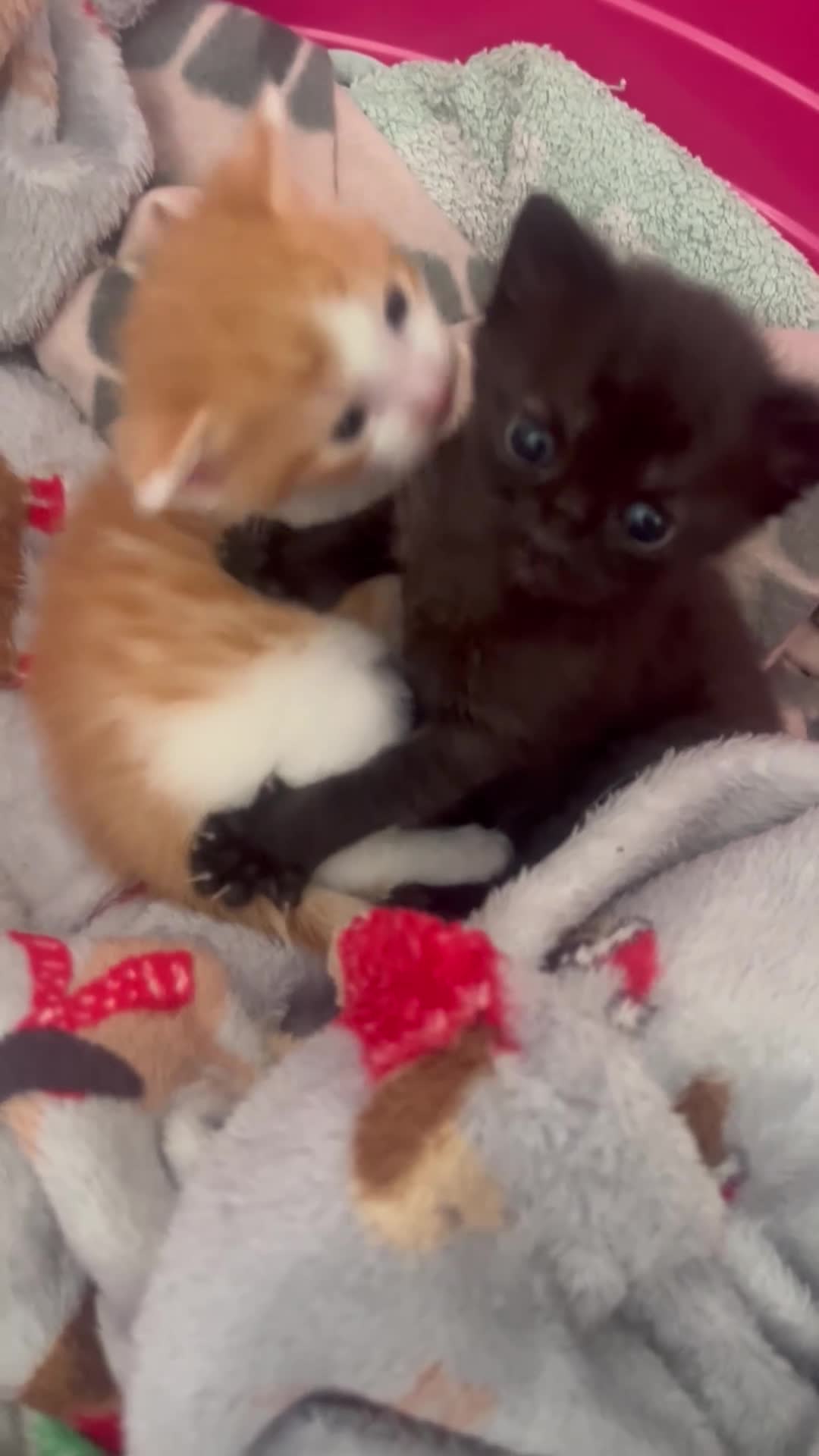 Mixed Breed cats for sale: Baby girl kittens - Video 2