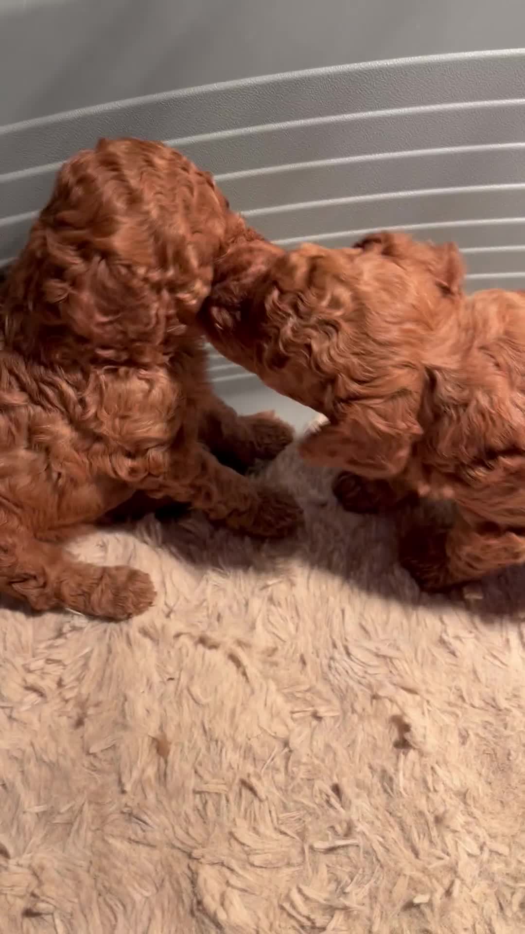 Cavapoo dogs for sale: Cavapoo puppies  - Video 1
