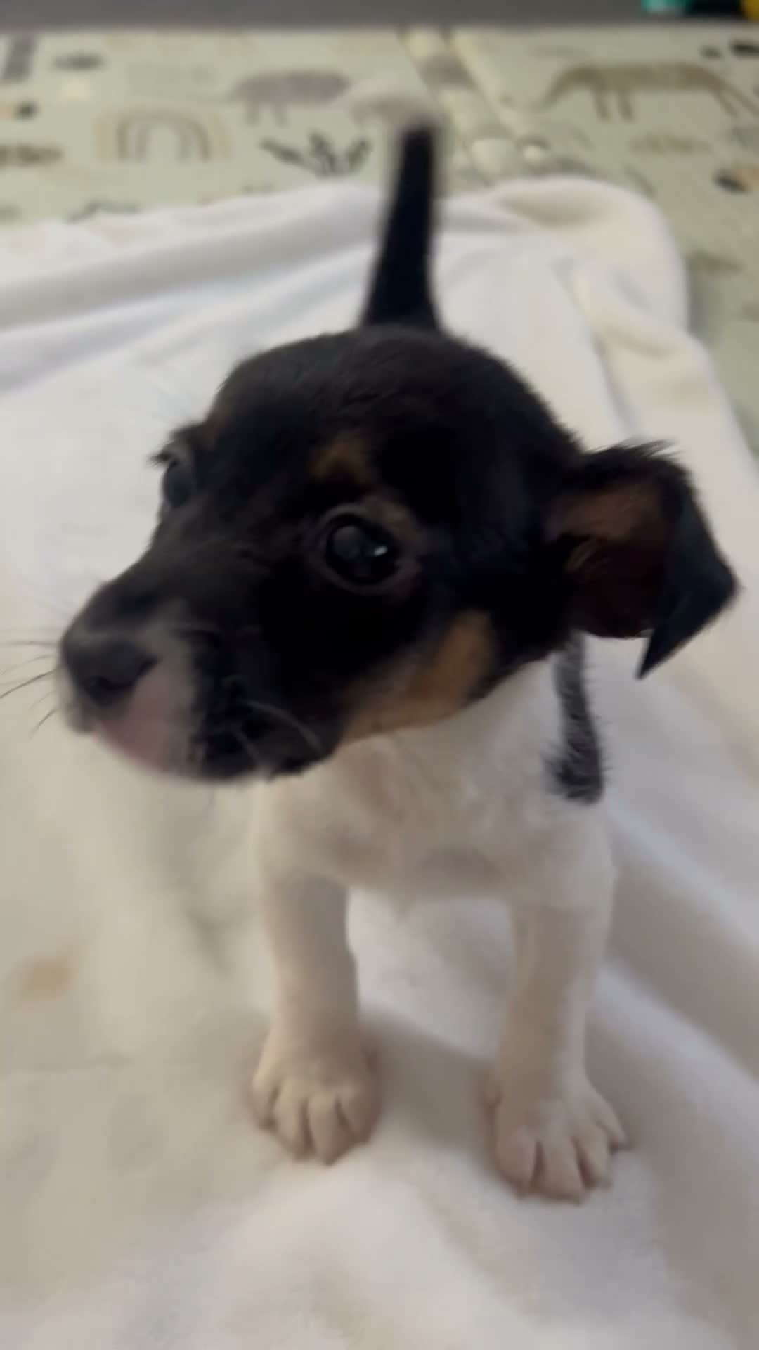 Jack Russell dogs for sale: Male Miniature Jack Russell puppy  in Llanelli - Video 2