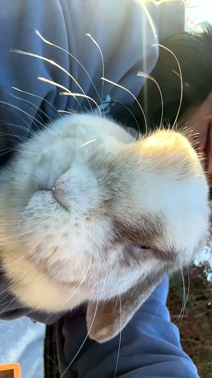 Mini Lop rabbits for sale: Miniature lop - Video 1