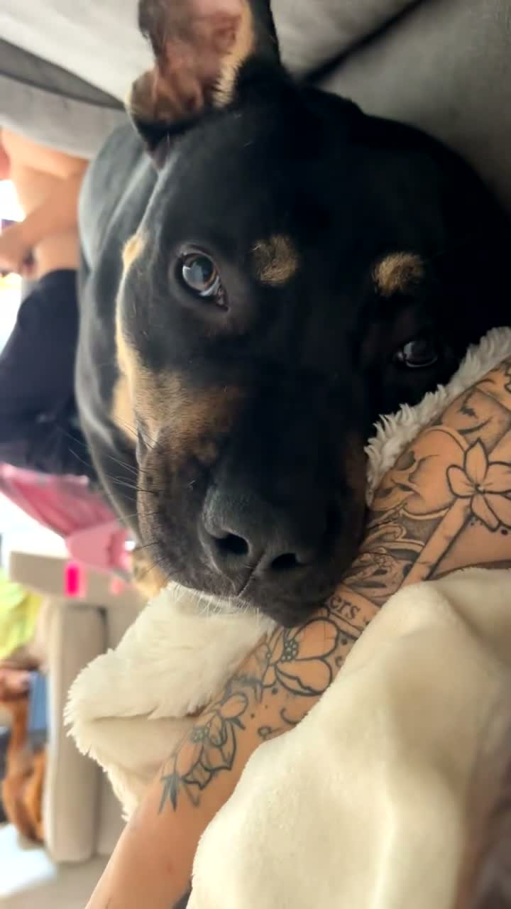 Presa Canario dogs for sale: Nyla 1 year old - Video 1