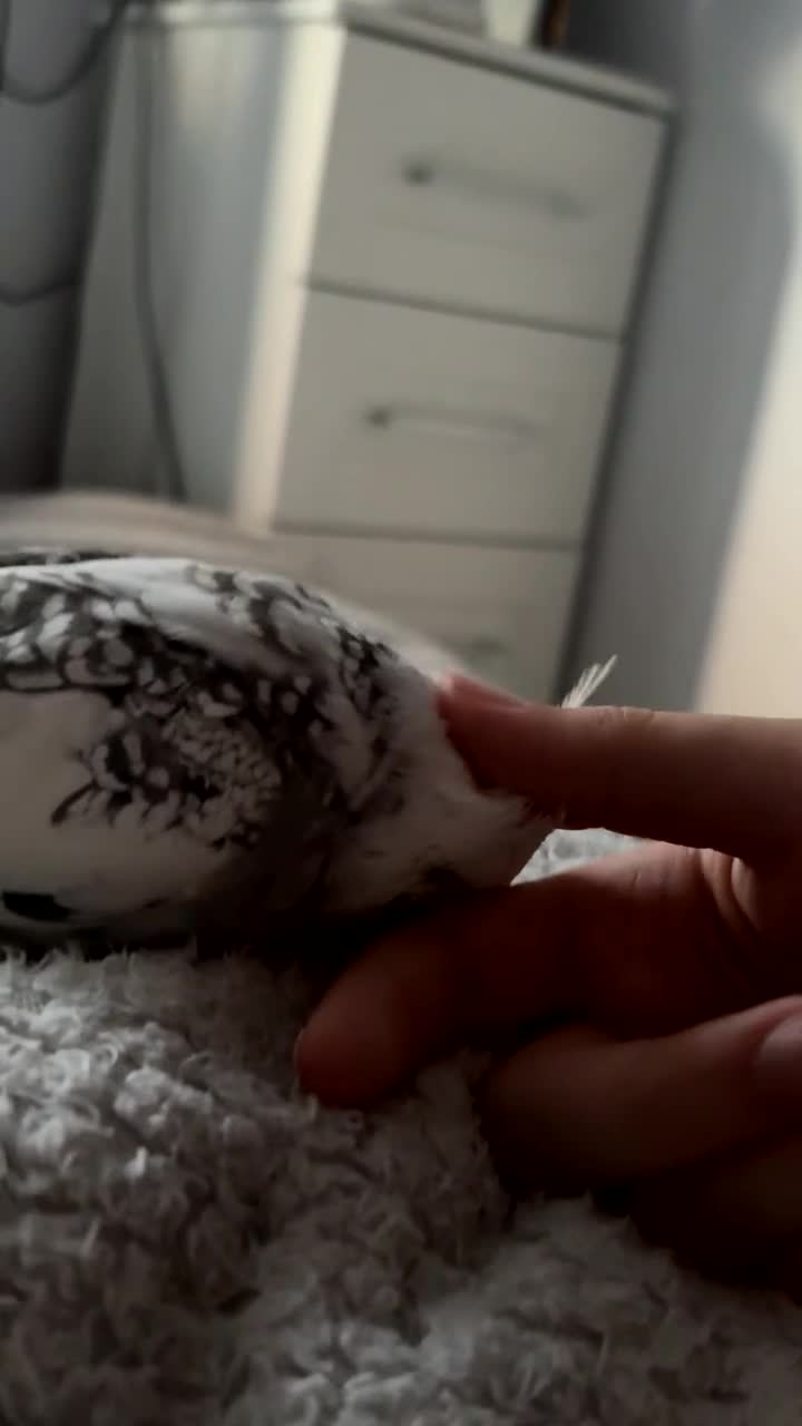 Cockatiels birds for sale: Male cockatiel and budgie with setup - Video 2