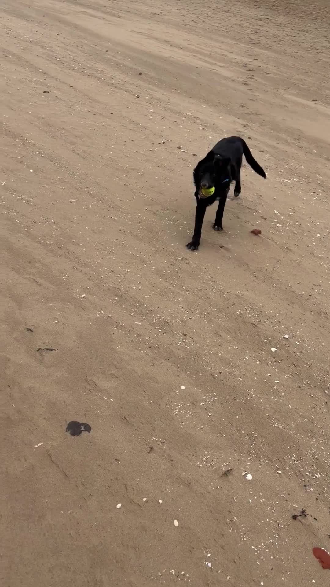 Mixed Breed dogs for sale: 6 Month Old Shollie Hank in Blackpool - Video 1