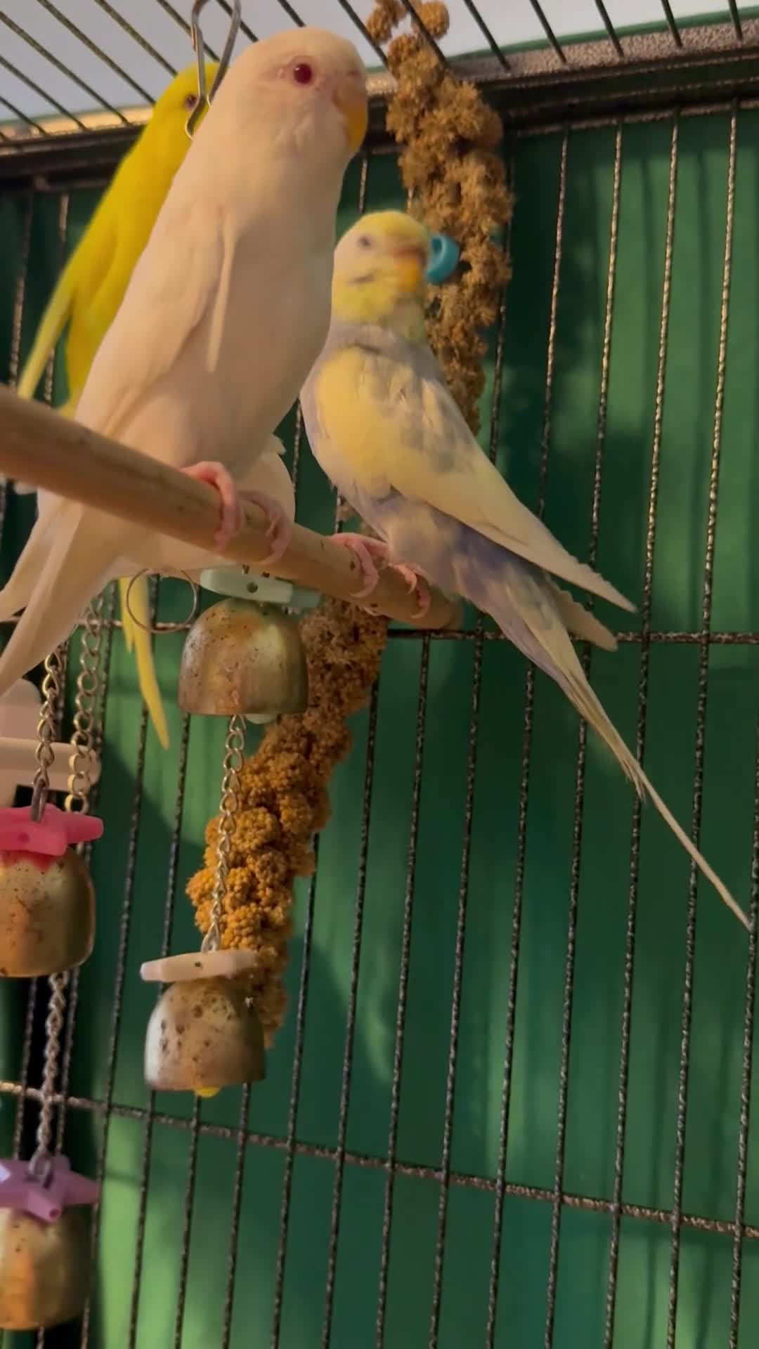 Budgerigars birds for sale: Sold Young Bonded  —  rainbow 🌈 & white albino  - Video 3