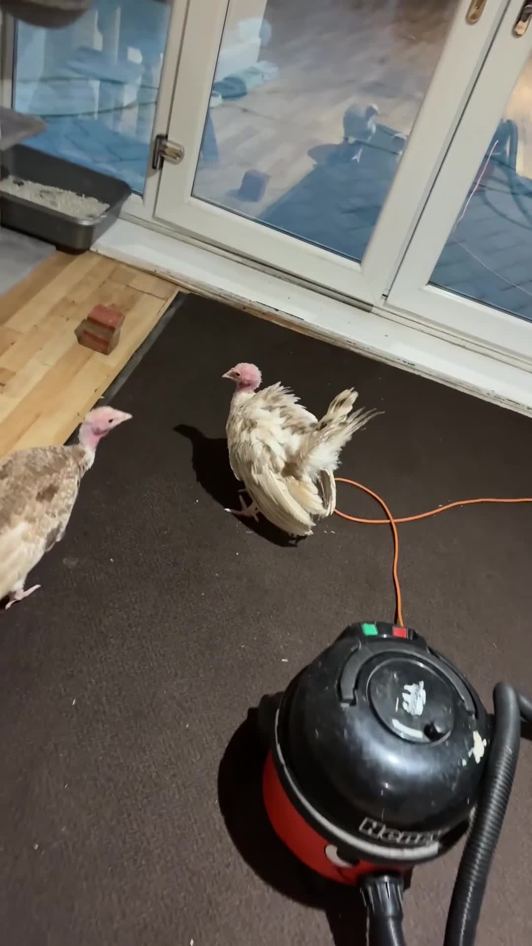 Chickens poultry for sale: Poultry for sale  - Video 1