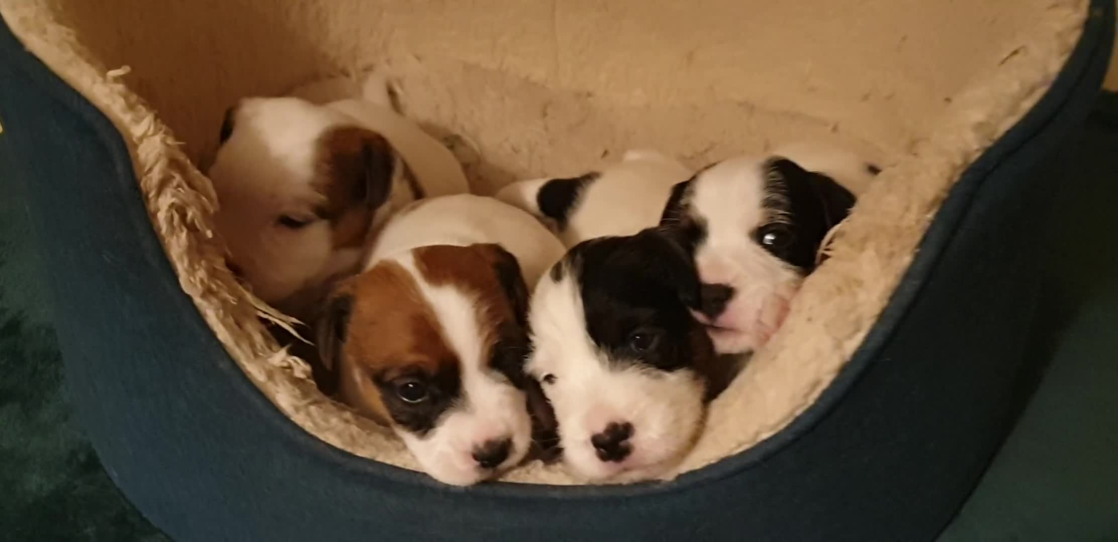 Parson Russell dogs for sale: Litter Of KC Reg.Parson Terrier Pups.  - Video 1