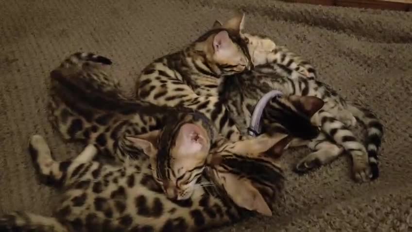 Bengal cats for sale: Bengal kittens last girl available  - Video 1
